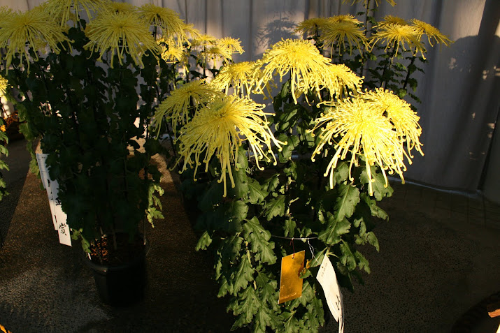 Gold medal : Chrysanthemum Exhibition : At Toyama Fairy Tale Forest