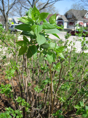 Front Bushes