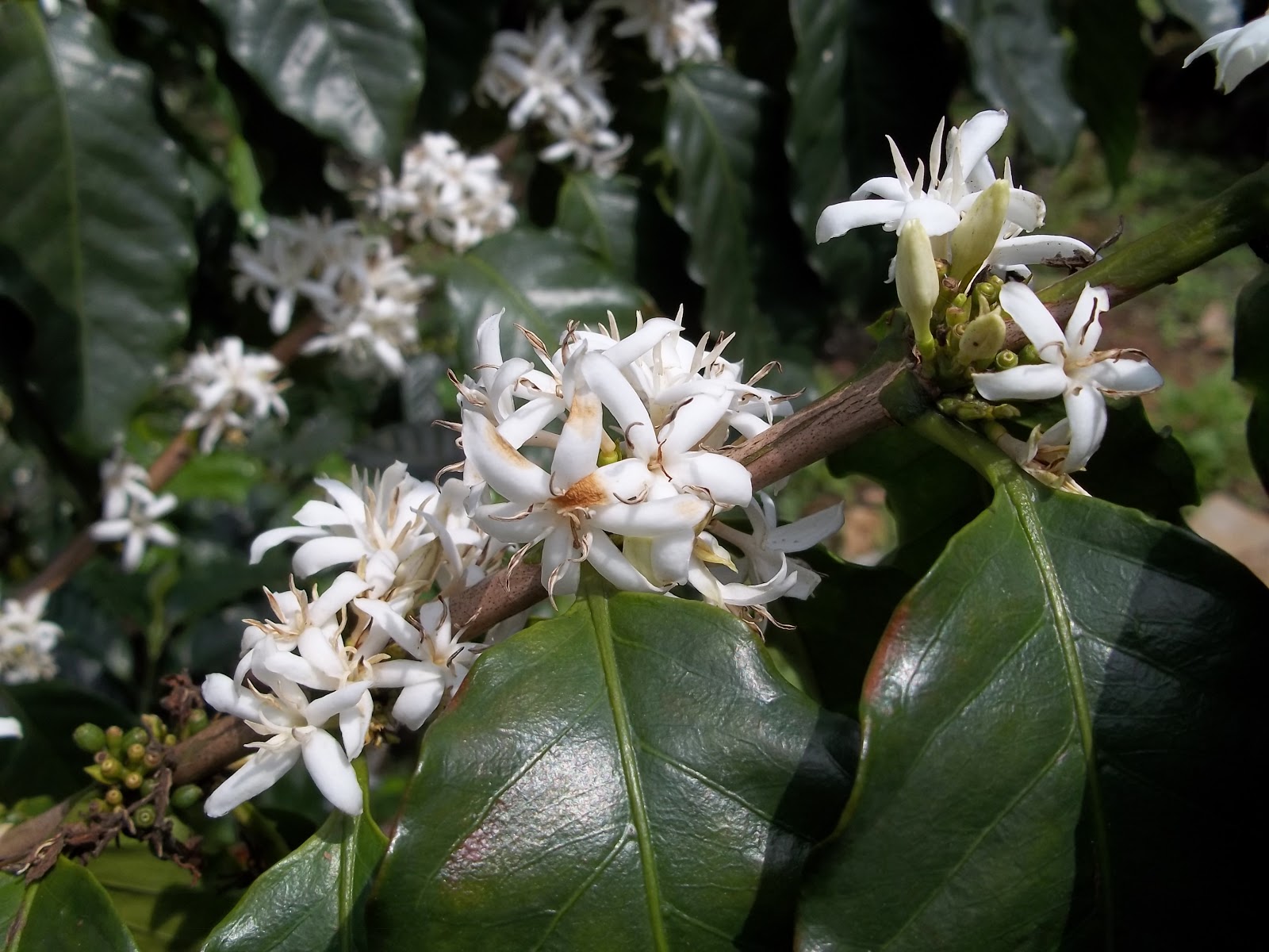 File:Coffee Flowers.JPG - Wikipedia, the free encyclopedia