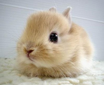 [Image: bunny11.jpg]