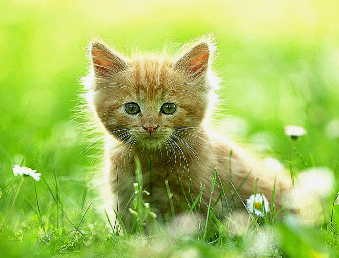 Cute White Kittens Wallpaper Wallpaper Download Cute White Kittens Wallpaper Wallpaper Download