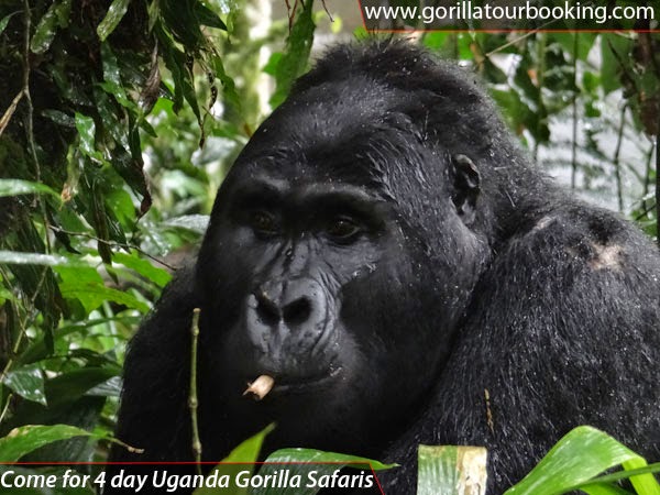 gorilla-tour-booking-uganda-gorillas-bwindi-trekking-park.jpg