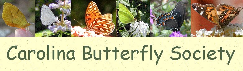 Carolina Butterfly Society Blog