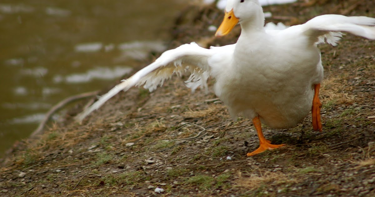 Manny's Backyard Gourmet Quack like a duck.