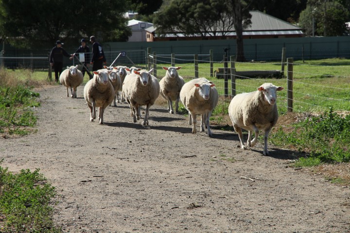 Moving sheep between paddocks