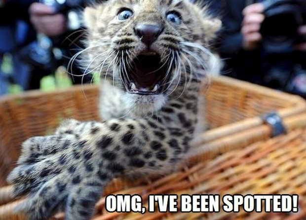 Funny animal captions, animal pictures with saying, funny captioned pictures