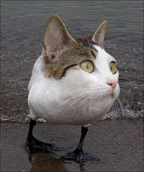 Post One a Day - Page 3 Cat+Duck+Photoshop+Animal+Hybrid+Funny+LOLcat+Picture