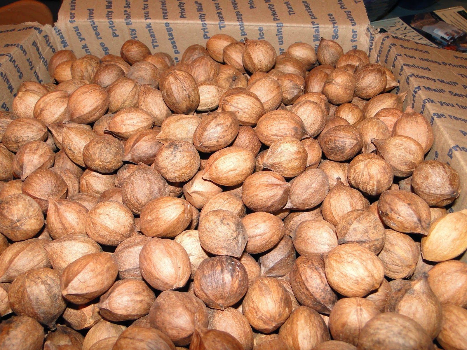 a single feather hickory nut "tea"