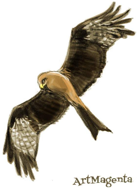 Black Kite Black Kite is a bird drawing by artist and illustrator Artmagenta