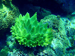 Un nouveau corail pour nous