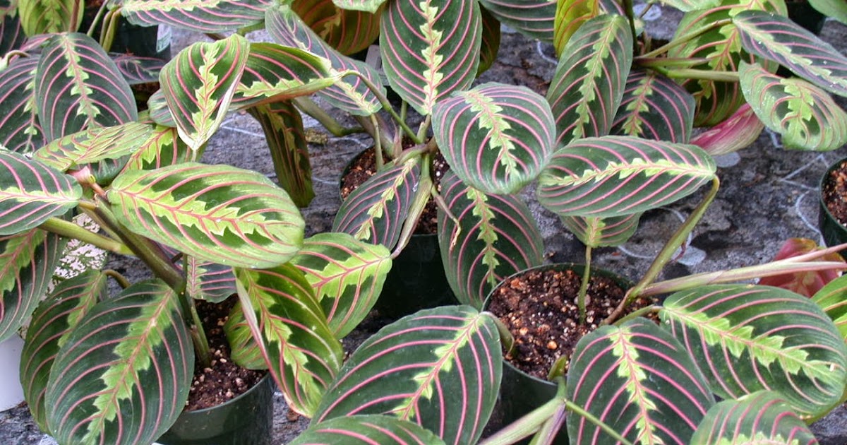 Peces y plantas ornamentales: Maranta Leuconeura Erythroneura - Maranta