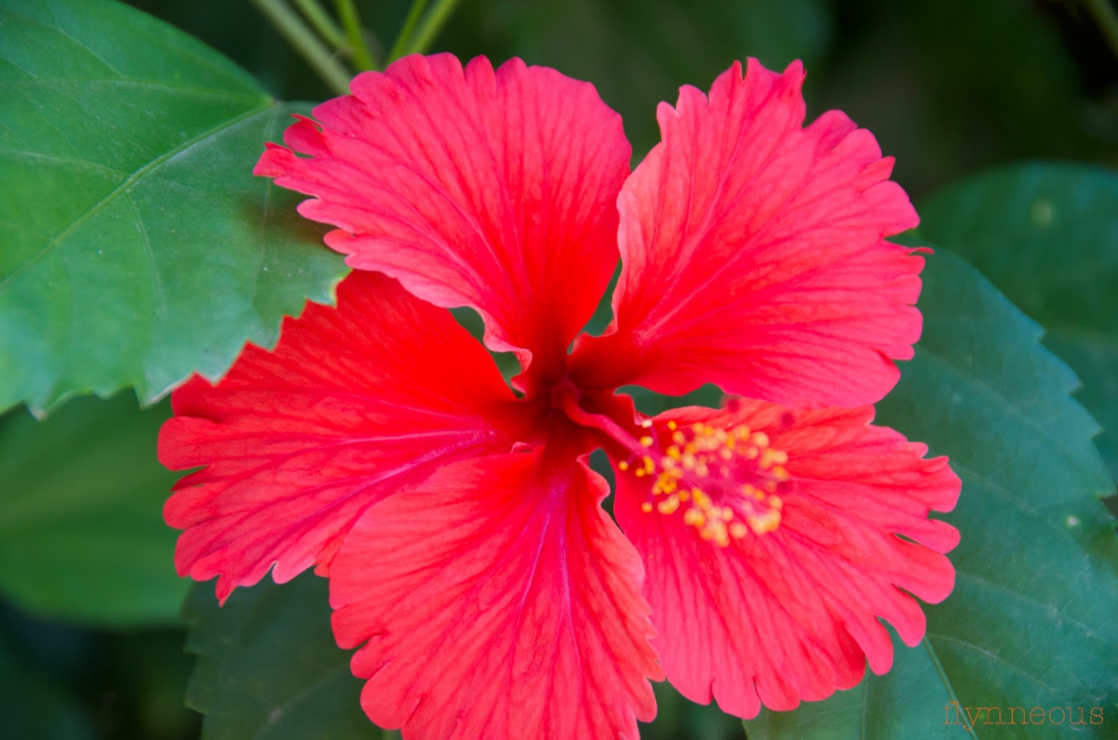 Flynneous Cooking, Reading & Photographing Haitian flowers light