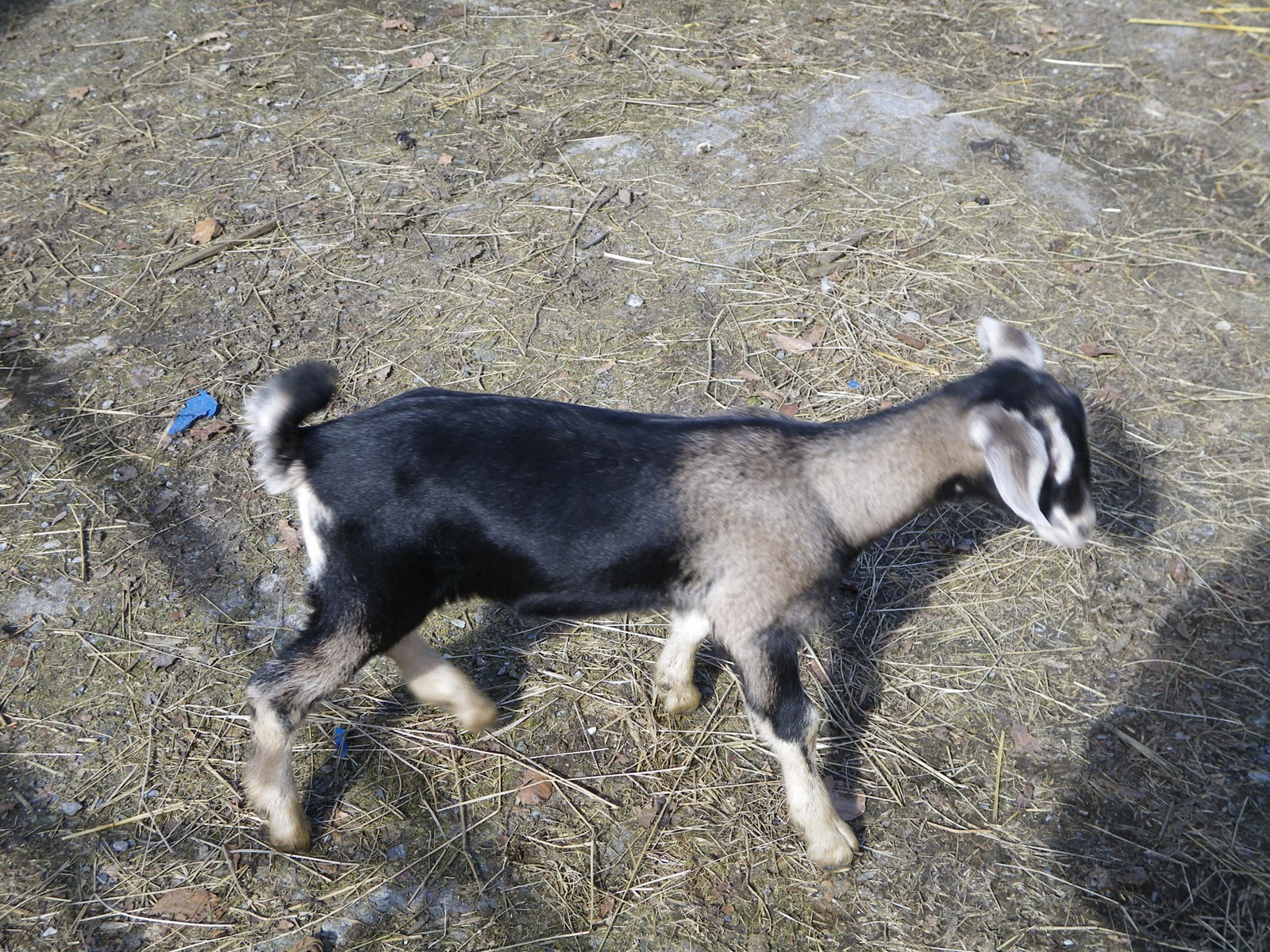 Tangarn Dairy Goats FOR SALE