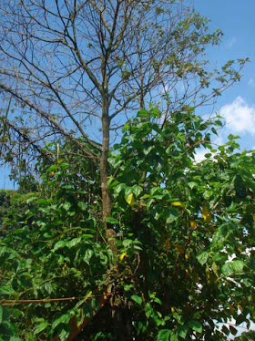 Ipê amarelo - Tabebuia chrysotricha