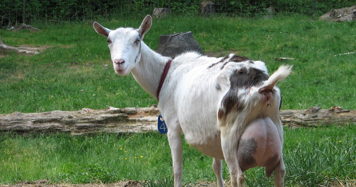 Radio Acres Farm "Udder"ly Ridiculous