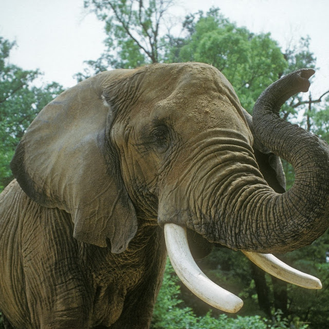 kumpulan gambar gajah kumpulan gambar gajah