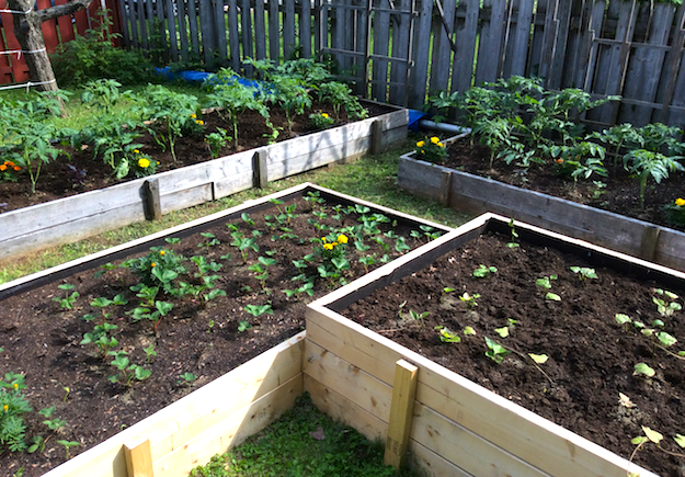 24 Raised Bed Garden Vegetables Pictures