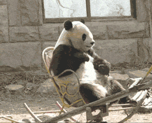 007-funny-animal-gifs-panda-sits-on-rock