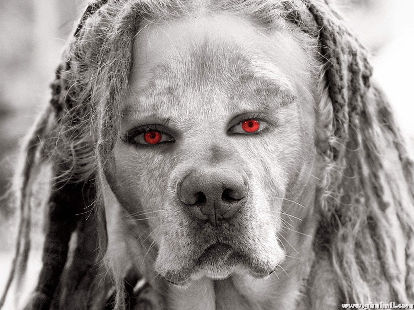 Bull Dogs Hd Wallpapers Amazing World Gallery