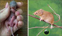 Tikus Ladang kecil (Penis setengah tubuh)