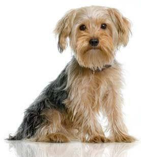 Dog Wallpapers Album: Yorkshire Terrier Dog Breed Pictu