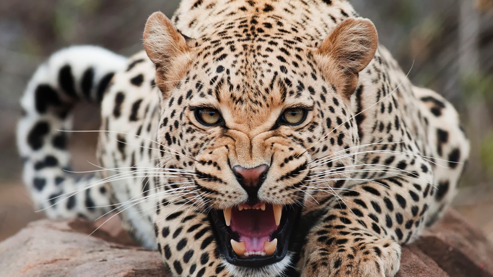 Leopard Screaming Full HD Desktop Wallpapers 1080p