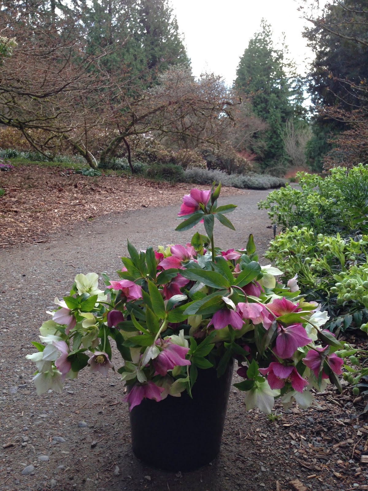 A Next Generation Gardener Winter Hellebores as cut flowers and how to