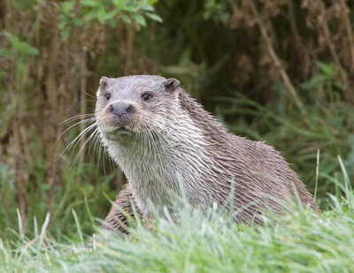 eurasian otter