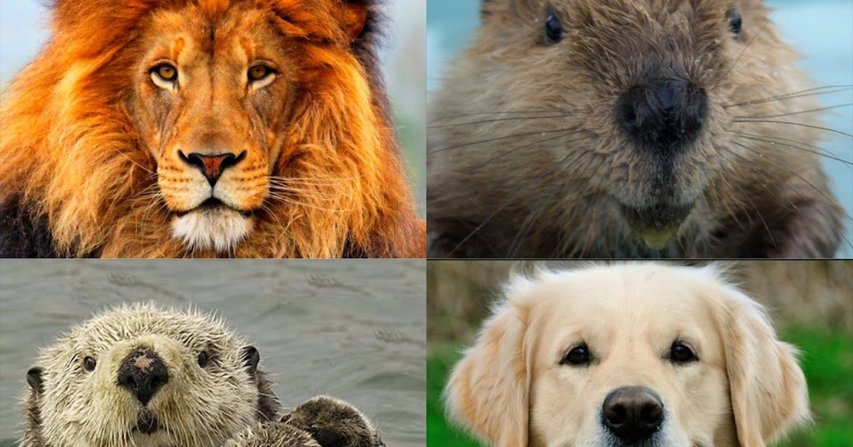 The Compatible Battle Lion Otter Golden Retriever Or Beaver