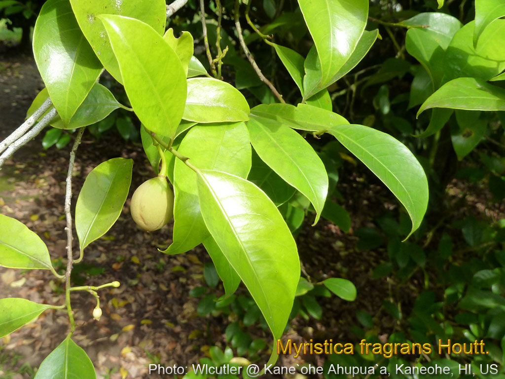 Medicinal Plants Myristica fragrans, Nutmeg, Jatiphal, Jajikaya