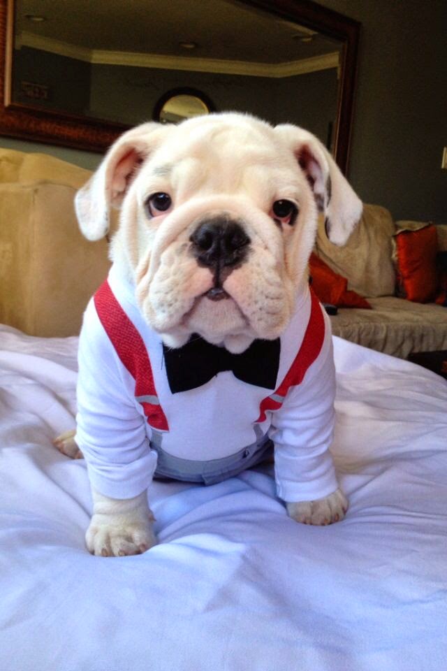 Picture Of Puppies English Bulldog Puppies Picture With Bow Tie