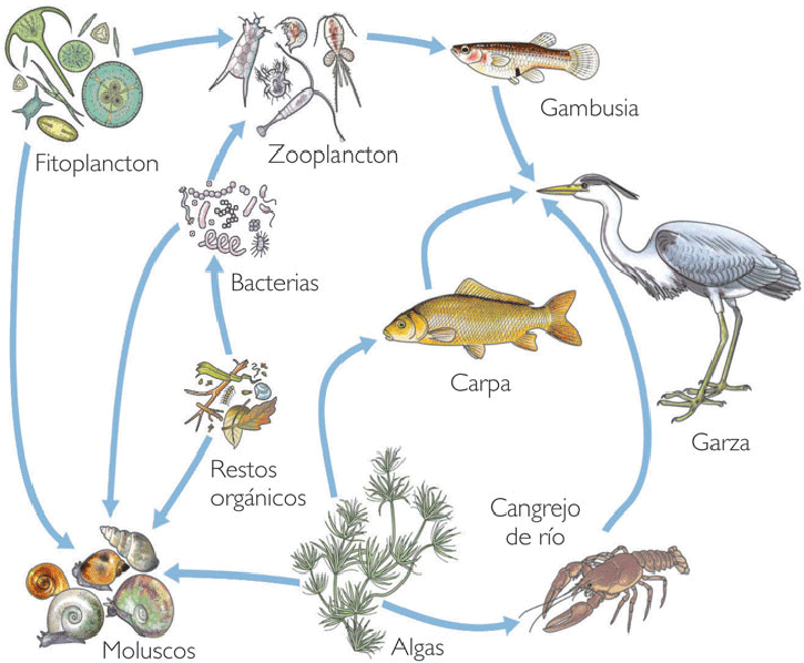 Nuestro Medio Ambiente: Interacciones bioticas en los ecosistemas ... Nuestro Medio Ambiente: Interacciones bioticas en los ecosistemas ...
