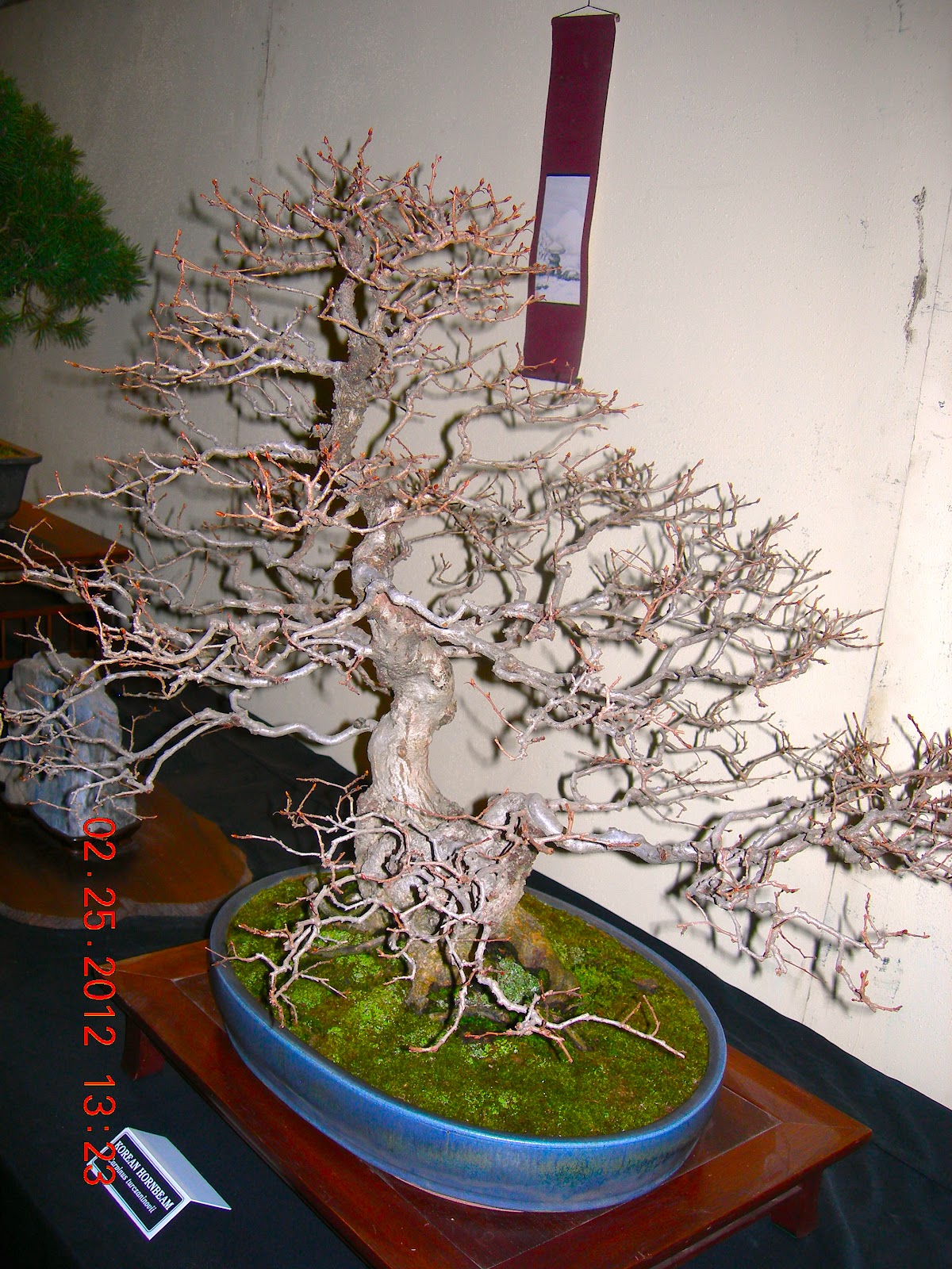 WeedsNWildflowers Garden Expo, Harrisburg PA Bonsai