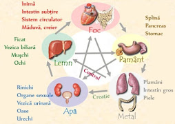 legatura energetica intre organe