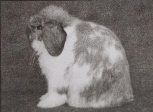 The HOLLAND LOP