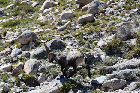 A Capra pyrenaica (nomes comuns: íbex-ibérico ou cabra-montês)