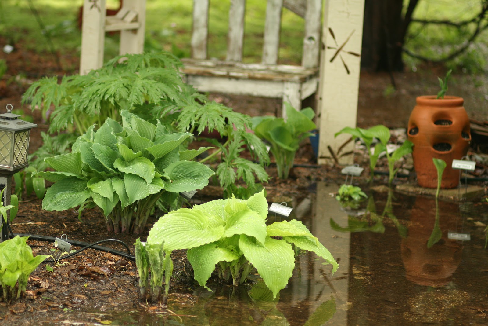 Cheesehead Gardening Hostas Underwater and Plants that Tolerate Water