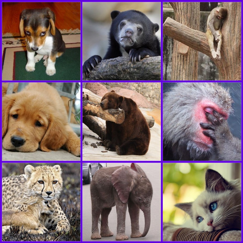 My little cottage in the making BE KIND ANIMALS HAVE FEELINGS TOO