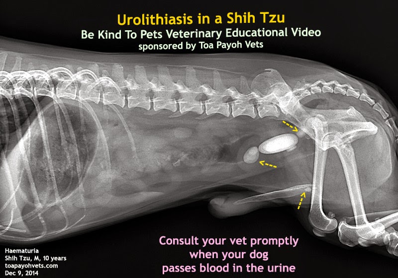 shih tzu vomiting 2010vets 1129 script for rgs intern no excuses the shih tzu vomiting 2010vets 1129 script for rgs intern no excuses the