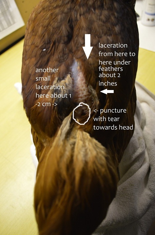 Story Of Healing After Hawk Attack BackYard Chickens Learn How to