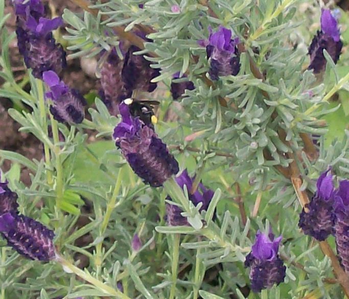 how many varieties of lavender are there 28 images lavender photos of lavender fields from how many varieties of lavender are there 28 images lavender photos of lavender fields from