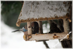 Jedzenie dla ptaków zimą, sikorki, i inne ptaki, Food for birds in winter, titmice, and other birds 