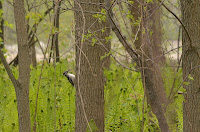 Male hairy woodpecker in ostrich fern field