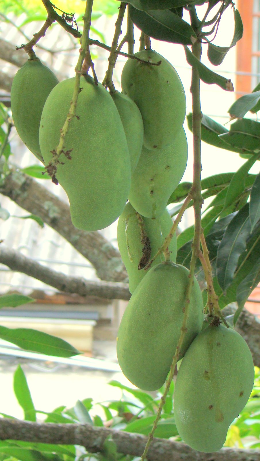 DiscoverSriLanka MANGO SEASON