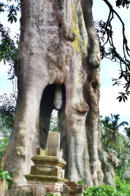 Pohon Lanang Wadon Jembatan Akar Pohon paling unik dan aneh di indonesia - munsypedia.blogspot.com