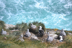 Albatross on West Point