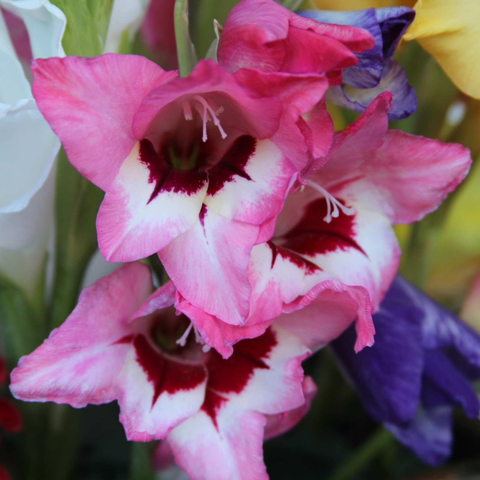 MULTICOLOR SUMMER ARRANGEMENTS with DINNER PLATE DAHLIAS, GLADIOLA, LILIES and STATE FAIR