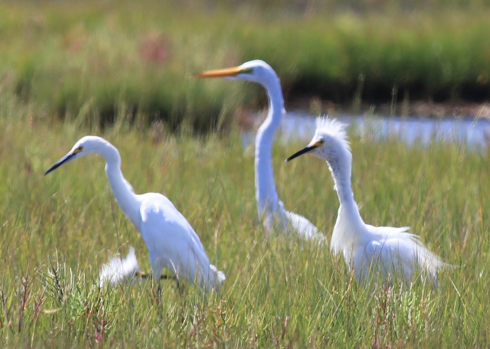 Nature on the Edge of New York City: Two Strange White Birds Near New