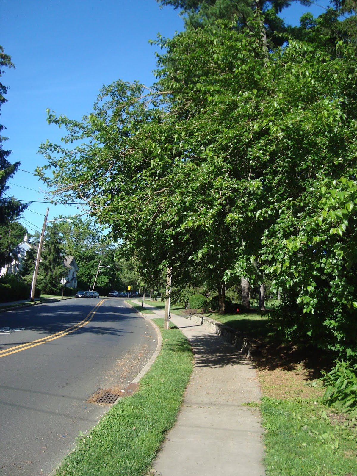 White Mulberry Tree