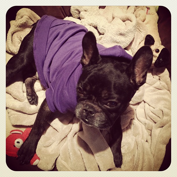 purple dog sweatshirt, ravens superbowl
